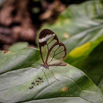 Mariposa Cristal in Xilitla