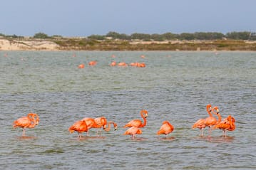 Flamingogruppe in Las Coloradas