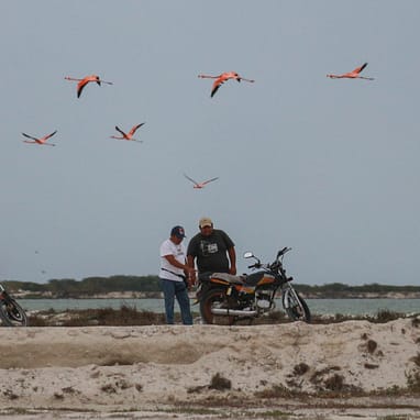 Flamingos und ein Motorrad