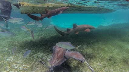 Haie und Rochen in Belize
