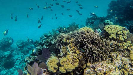 Unterwasserwelt von Caye Caulker