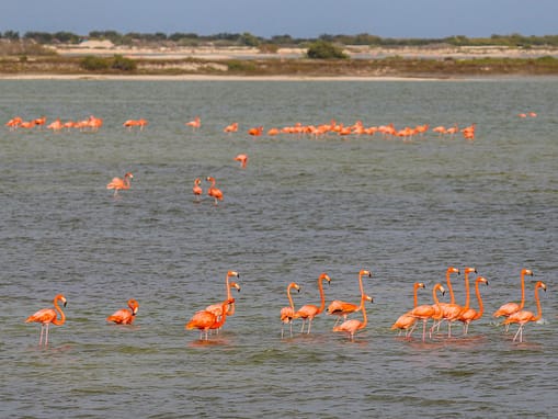 Flamingogruppe in Las Coloradas