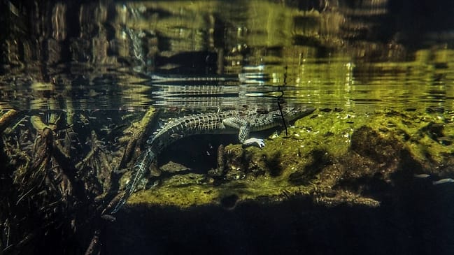 Krokodil in der Casa Cenote