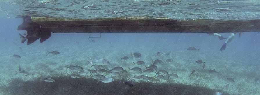 Fische unter Wasser, Caye Caulker