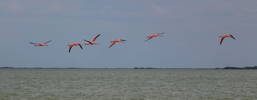 Fliegende Flamingos in Las Coloradas