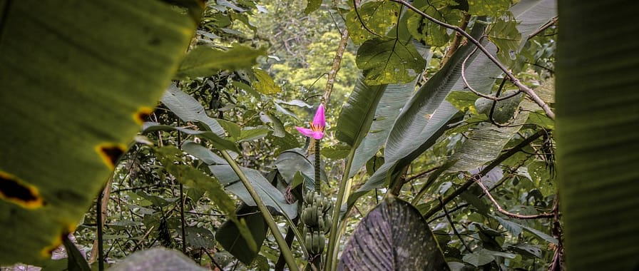 xilitla-las-pozas-09