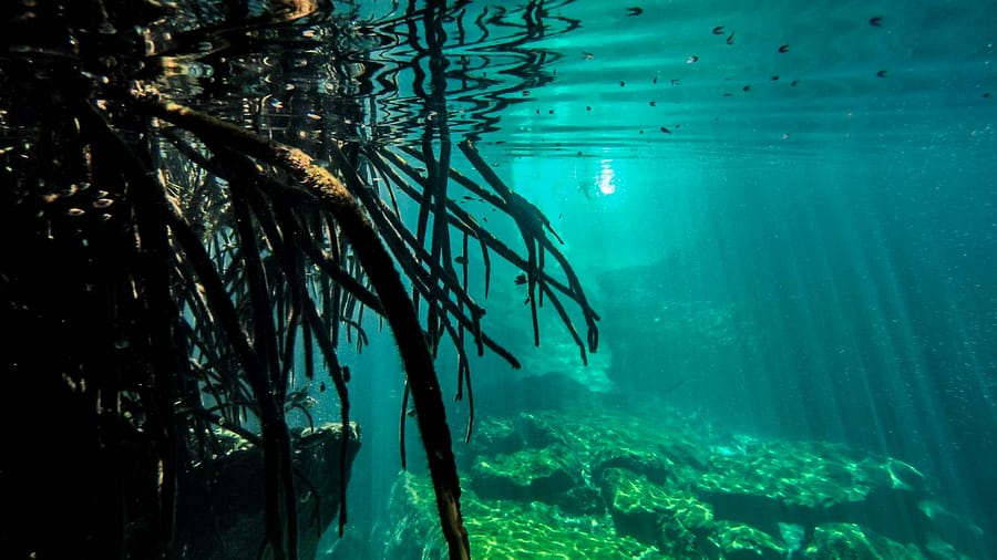 Casa Cenote in Mexiko unterwasser