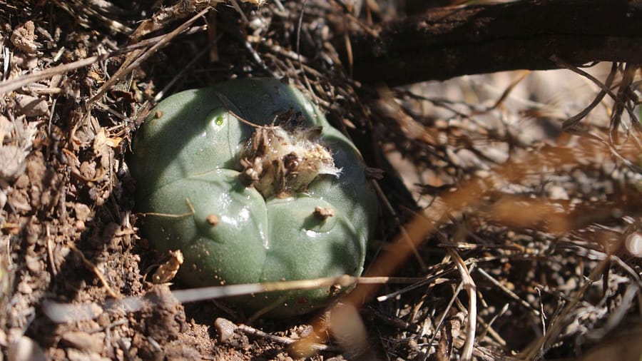 Peyote Kaktus