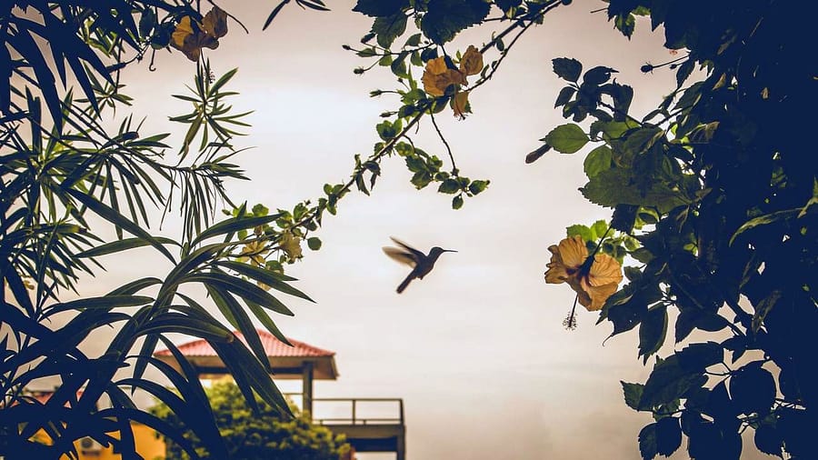 Kolibri in Placencia, Belize